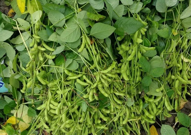 大豆能防止脂禿嗎？